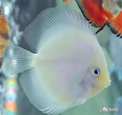 七彩神仙魚品種|七彩神仙魚簡介